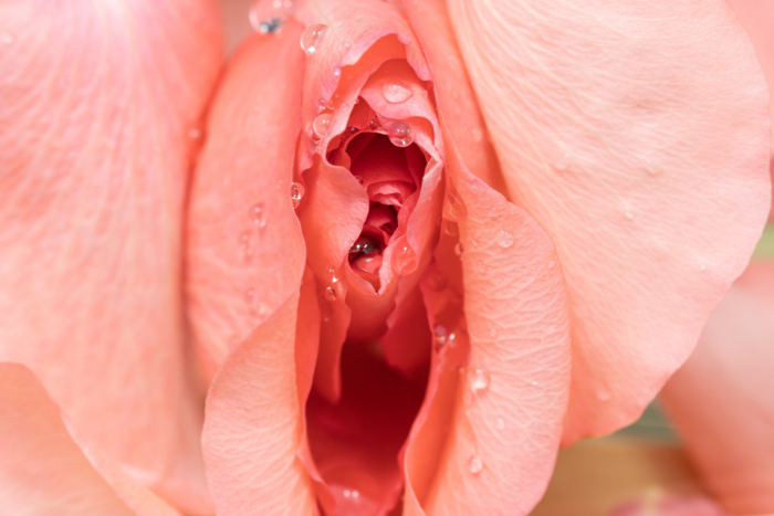 Anatomia clitoride